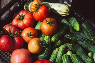 Close-up of freshly picked crop of tomatoes, cucumbers and zucchini in a box on sunny day. Horizontal background. Organic farming, vegetables harvest concept