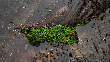 Above view of dark black and brown stone slabs. Different patterns create beauty. Wet surface with...