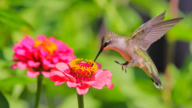 Ruby throated hummingbird pollenating on colorful summer flowers. 