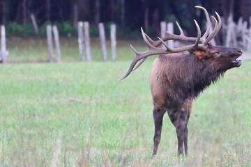 Bull elk bugling in habitat.  