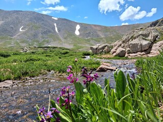 spring flowers in the mountains