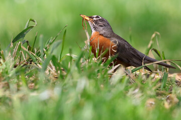 American robin eating worm. 