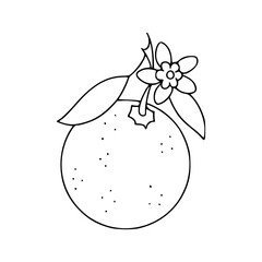 sweet orange doodle art