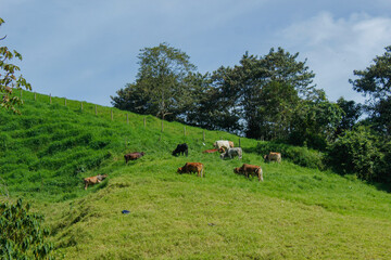 A large herd of cattle feeding on grass in the middle of a sunny and clear day without clouds,...