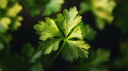 Fototapeta premium Close-up of bright green fresh parsley leaf.