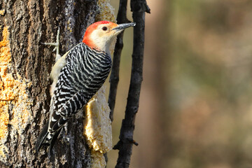 Red bellied woodpecker on a branch