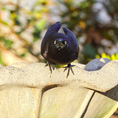 Grackle black bird looking straight ahead in birdbath. 