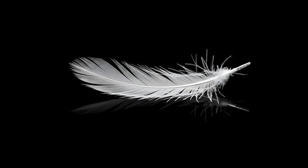 Obraz premium Elegant White Feather with Reflection on a Smooth Black Background Creates a Striking Visual