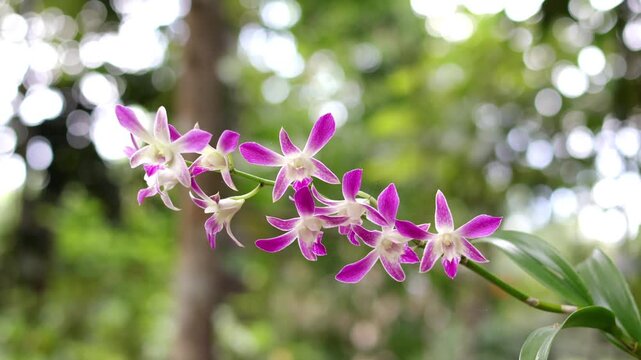 Close up dendrobium caesar or anggrek capung with blurred background.