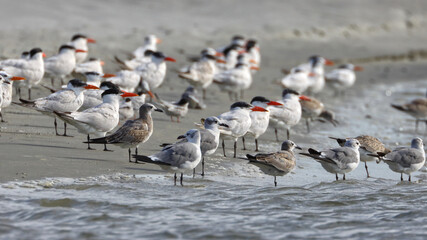 Fototapeta premium Black skimmer bird flock in surf at beach. 