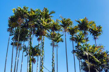 Beautiful tall areca palm trees or Areca catechu stands proudly beneath clear blue sky. Serene view of areca nut palm tree plantation with dense green fronds and clusters of ripe orange red fruits.