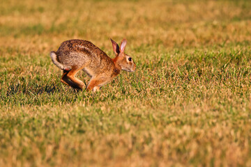 Bunny rabbits cottontails in grassy field. 