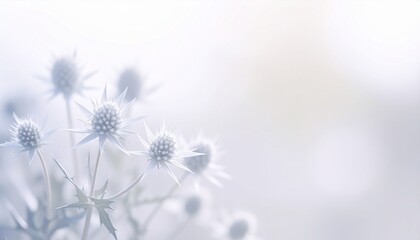 Obraz premium Eryngium flower background