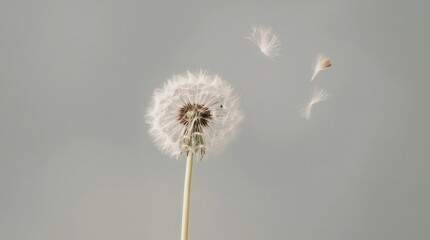 Obraz premium Beautiful dandelion flower on light blue background, closeup. Space for text 