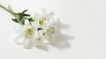 Beautiful lilies on light brown background, space for text 