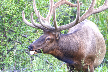 Fototapeta premium Bull elk in woods eating leaves in mountains. 