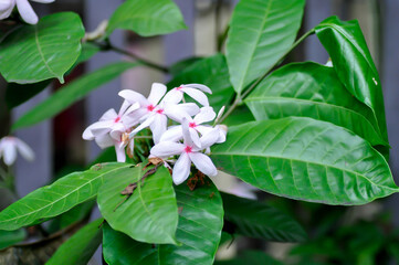 Kopsia fruticosa Kerr A DC ,Kopsia fruticosa Roxb A DC or  APOCYNACEAE or pink flower