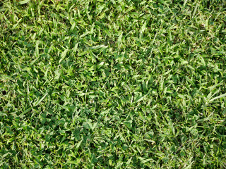 Trimmed grass on the lawn. Textured abstract background