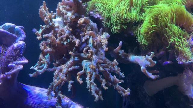 Korallen im Aquarium.