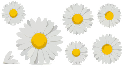 Beautiful set of daisy or chamomile flower illustrations. White blossoms with yellow centers isolated on a white background.