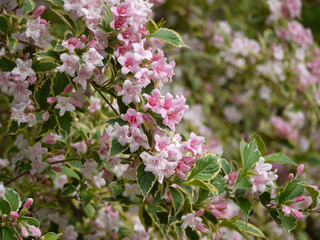 Weigela blossoming with pink flowers bush