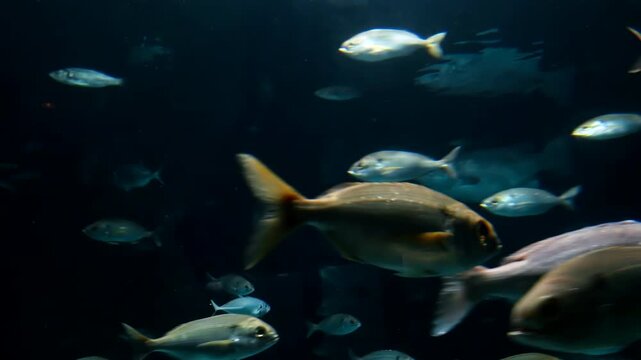 Groupers (Epinephelinae) swim alongside schools of fish of different species such as sea bream (Sparus aurata), sea bass (Dicentrarchus labrax) and mackerel (Scomber scombrus) in a saltwater aquarium