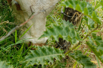 Obraz premium A brown and white cow is eating grass by the roadside while people watch her. The cow is feeding so that when she is an adult, she will be sold for human consumption, and her milk will also be used.
