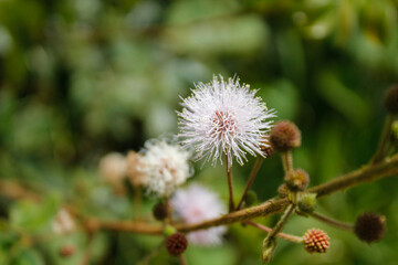 photograph showing a white flower of the mulberry tree, a healthy fruit for the consumption of both...
