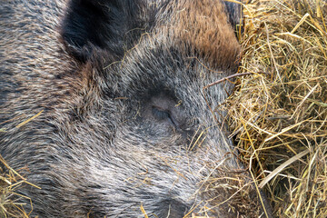 Intimate Close-up of Resting Wild Boar in Straw – Detailed Portrait of a Sleeping Woodland...