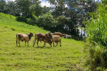 Cattle is eating grass in the middle of the mountain and at the same time they are also fighting to...