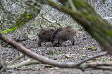Two Wild Boars Foraging in Muddy Woodland – Authentic Forest Animal Behavior in Natural Habitat