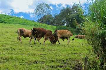 Cattle is eating grass in the middle of the mountain and at the same time they are also fighting to...