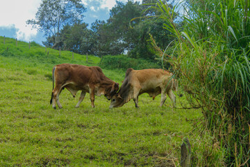 Cattle is eating grass in the middle of the mountain and at the same time they are also fighting to show dominance and hierarchy among the herd, well-fed cattle and each animal has a different color s