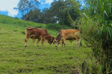 Cattle is eating grass in the middle of the mountain and at the same time they are also fighting to show dominance and hierarchy among the herd, well-fed cattle and each animal has a different color s