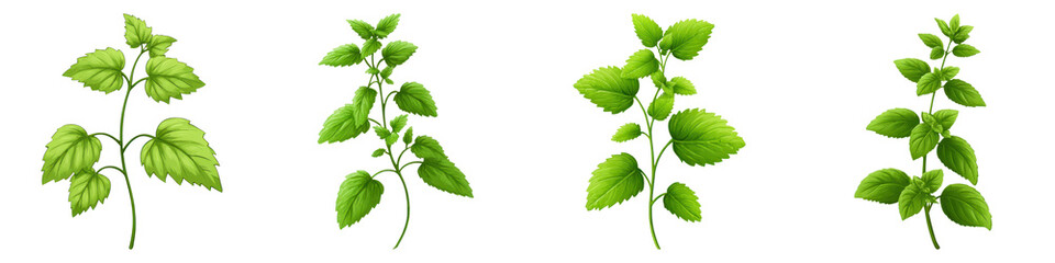 Patchouli plant with green leaves in four variations showing fresh herb growth and natural leaf texture