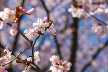 A beautiful tree with vibrant pink and white flowers against a clear blue sky