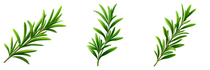 Fototapeta premium Fresh green rosemary sprigs with needle like leaves isolated transparent background, vibrant herbal elements for cooking
