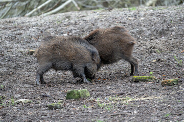 Dynamic Interaction of Two Wild Boars – Playful Fight or Sparring in Natural Woodland Habitat