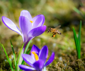 Bee flying to a purple crocus flower blossom