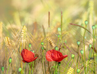 Poppies in a Corn Field