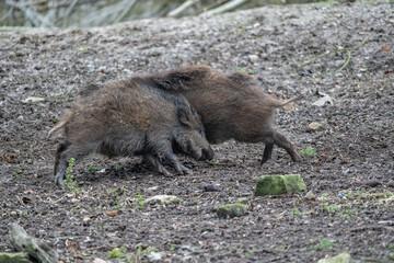Dynamic Interaction of Two Wild Boars – Playful Fight or Sparring in Natural Woodland Habitat