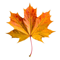 Obraz premium Vibrant Orange and Yellow Maple Leaf Isolated on White Background