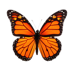 Fototapeta premium A vibrant monarch butterfly with striking orange and black wings, showcasing its intricate patterns and natural beauty.