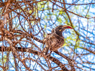 A African Grey Hornbill (Lophoceros nasutus) sitting on a branch.
