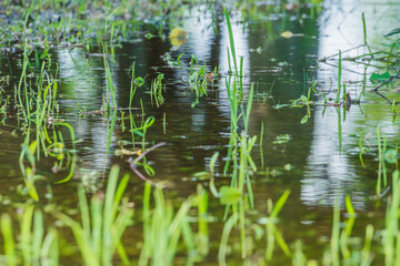 夏の森の水溜り07