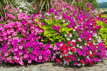 Varieties of petunia and surfinia flowers in the pot