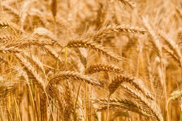 Grain field, summer landscape and rural scenery