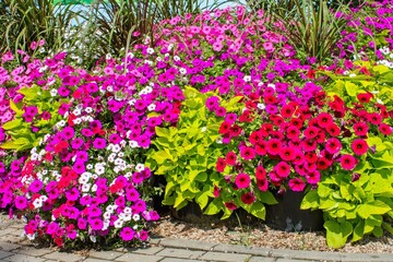 Varieties of petunia and surfinia flowers in the pot