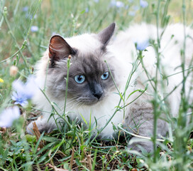 siberian cat in garden