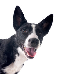 border collie in studio
